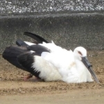 上のくちばしにリング状のものが挟まったコウノトリ「清流」＝１月２７日、伊良部島（長浜邦雄さん提供）