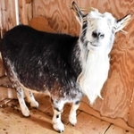 ヤギの「サツキ」も来館者をお出迎え＝日本・モンゴル民族博物館