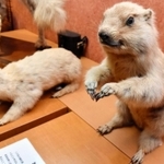 絶滅の恐れがある「タルバガ」の剥製＝日本・モンゴル民族博物館