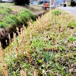 出石地域の水路脇で続々と顔を出したツクシ＝豊岡市出石町町分