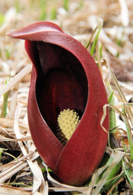 雪解け水が流れる小川のそばで咲くザゼンソウ＝香美町村岡区大笹