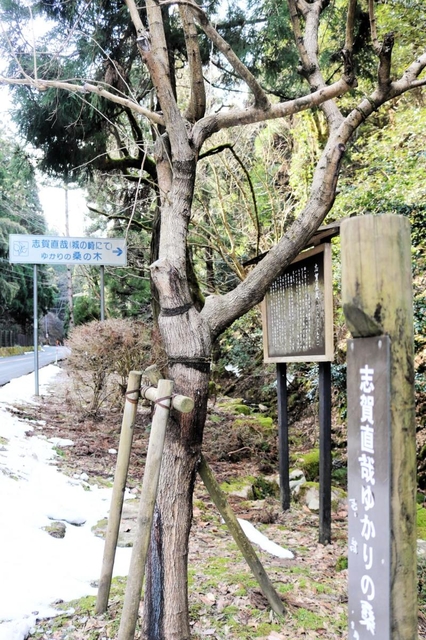 志賀直哉ゆかりの桑の木＝豊岡市城崎町湯島