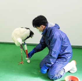 両足を地面に付けられるようになった“義足のコウノトリ”（県立コウノトリの郷公園提供）