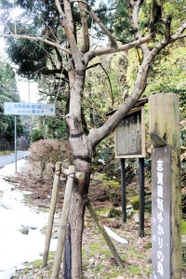 志賀直哉ゆかりの桑の木＝豊岡市城崎町湯島