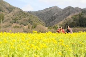 「トキワ」の農園で満開を迎えている菜の花＝香美町香住区三谷
