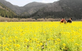「トキワ」の農園で満開を迎えている菜の花＝香美町香住区三谷
