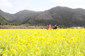 「トキワ」の農園で満開を迎えている菜の花＝香美町香住区三谷