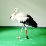 両足を地面に付けられるようになった“義足のコウノトリ”（県立コウノトリの郷公園提供）
