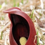 雪解け水が流れる小川のそばで咲くザゼンソウ＝香美町村岡区大笹