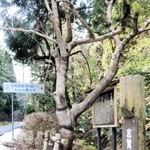 志賀直哉ゆかりの桑の木＝豊岡市城崎町湯島