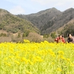 「トキワ」の農園で満開を迎えている菜の花＝香美町香住区三谷