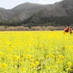 「トキワ」の農園で満開を迎えている菜の花＝香美町香住区三谷