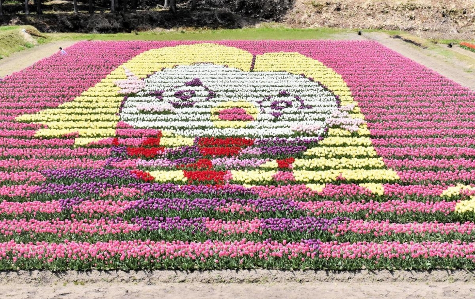 神戸新聞next 但馬 アマビエ 登場 チューリップ 色鮮やかに１００万本