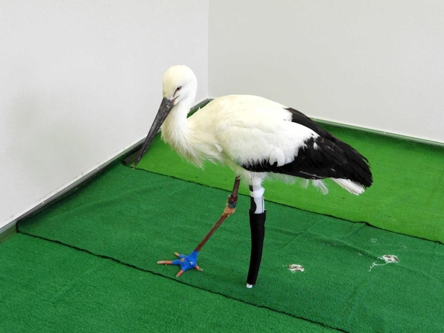 義肢装具士が手掛けた義足をつけてもらったコウノトリ（県立コウノトリの郷公園提供）