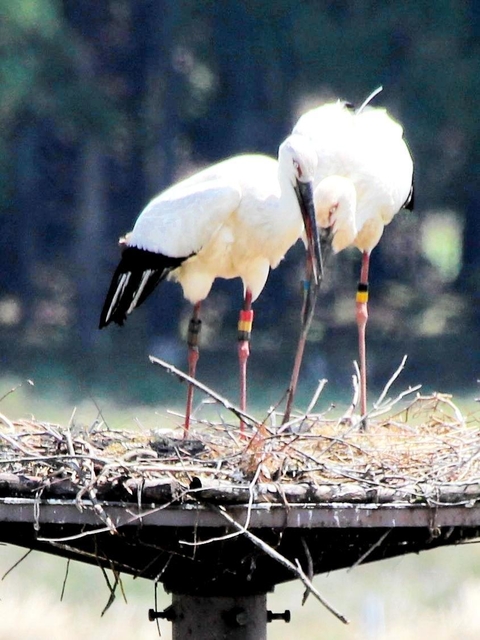 死んでしまったコウノトリの雌（左）とペアの雄＝２０１６年、三江小（豊岡市提供）