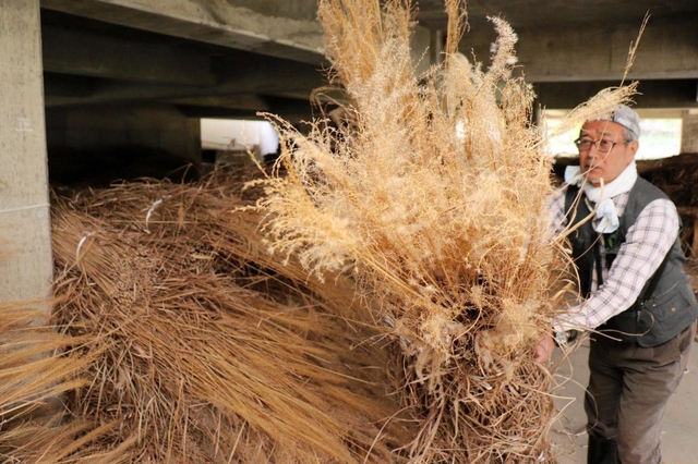 廃校で乾燥作業が進む上山高原のススキを使ったカヤ＝新温泉町石橋