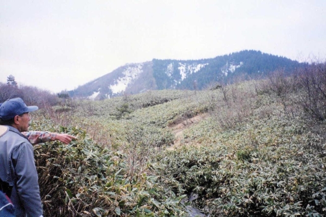 ２０年ほど前はササが生い茂るだけの草原だった＝上山高原