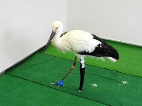 義肢装具士が手掛けた義足をつけてもらったコウノトリ（県立コウノトリの郷公園提供）
