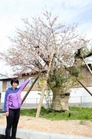 香住文化会館敷地内で咲く古木ソメイヨシノをＰＲする女性＝香美町香住区香住