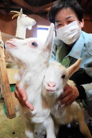 ふわふわとした体毛が愛らしいヤギの赤ちゃん＝県立但馬牧場公園