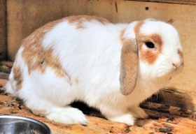 垂れ下がった耳が特徴のウサギ「ロップイヤー」＝県立但馬牧場公園
