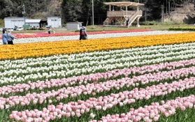 新調された展望台（奥）から見頃を迎えた色鮮やかな花を見ることができる＝豊岡市但東町畑山