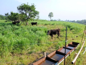 夏には但馬牛が放牧される。牧歌的な世界が広がる＝上山高原