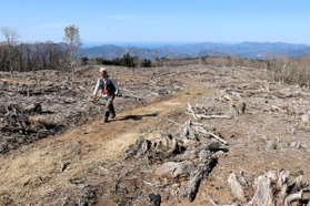 ミズナラ林を伐採して新たに復元が進むエリア。今はまだ荒野のようだ＝上山高原