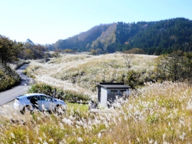 黄金色の輝きを放つススキ。澄み切った秋の空によく映える＝上山高原
