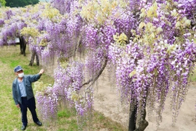 開花が進むフジの様子を確認する岩井政信さん＝白井大町藤公園