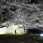 ３６本のサクラがライトアップされ、幻想的な雰囲気の竹田城跡＝朝来市和田山町竹田