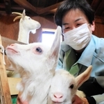 ふわふわとした体毛が愛らしいヤギの赤ちゃん＝県立但馬牧場公園