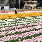 新調された展望台（奥）から見頃を迎えた色鮮やかな花を見ることができる＝豊岡市但東町畑山
