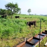 夏には但馬牛が放牧される。牧歌的な世界が広がる＝上山高原