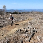 ミズナラ林を伐採して新たに復元が進むエリア。今はまだ荒野のようだ＝上山高原