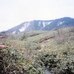 ２０年ほど前はササが生い茂るだけの草原だった＝上山高原