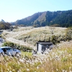 黄金色の輝きを放つススキ。澄み切った秋の空によく映える＝上山高原
