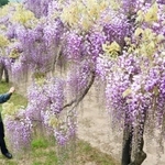 開花が進むフジの様子を確認する岩井政信さん＝白井大町藤公園