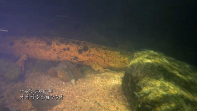 朝来市がユーチューブで公開した動画の一場面。「世界最大の両生類」として紹介