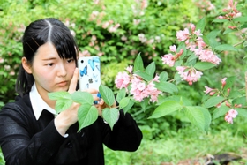 タニウツギの花をスマートフォンで撮影する井上鈴奈さん＝たじま高原植物園