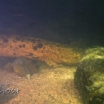 朝来市がユーチューブで公開した動画の一場面。「世界最大の両生類」として紹介