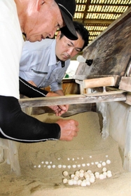 ふ化器の砂の中にスッポンの卵を並べていく増田時雄さん（手前）と村上清能さん＝香美町小代区神水