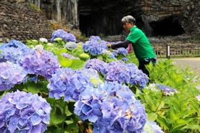 植樹から４年がたち、大きく育ったアジサイ＝豊岡市赤石