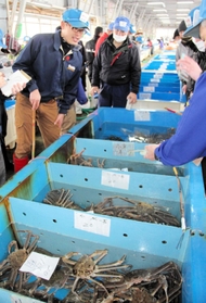 漁獲金額が史上初の５０億円台に到達したズワイガニの競り＝今年２月、香美町香住区沖浦、柴山港