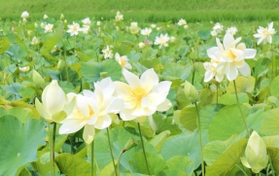 白と桃色のハスの花が咲き誇る水田＝豊岡市出石町奥小野