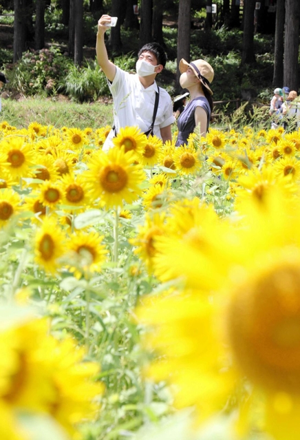 黄色の大輪がじゅうたんのように広がるヒマワリ畑＝たんとう花公園