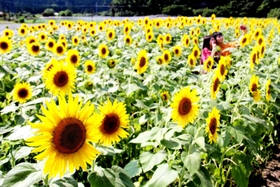神戸新聞next 但馬 波打つ黄金の大輪 ヒマワリ６万本が満開 香美の農園