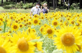 黄色の大輪がじゅうたんのように広がるヒマワリ畑＝たんとう花公園