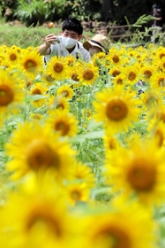 黄色の大輪がじゅうたんのように広がるヒマワリ畑＝たんとう花公園
