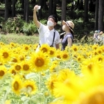 黄色の大輪がじゅうたんのように広がるヒマワリ畑＝たんとう花公園